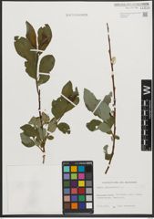 Foto von Salix phylicifolia L.